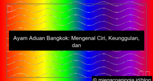 gambar ayam aduan bangkok