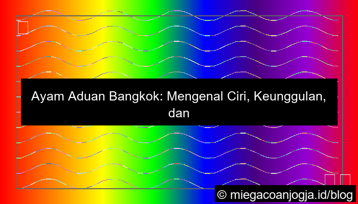 gambar ayam aduan bangkok