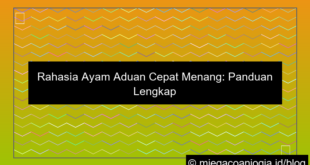 ayam aduan cepat menang