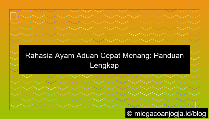 ayam aduan cepat menang