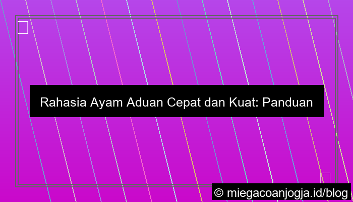 ilustrasi ayam aduan cepat