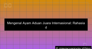 visual ayam aduan juara internasional