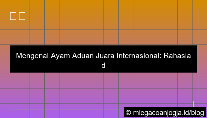 visual ayam aduan juara internasional