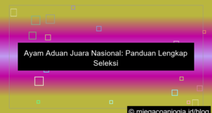 gambar ayam aduan juara nasional