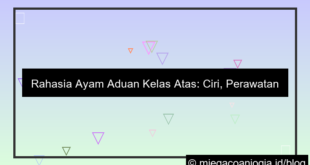 ayam aduan kelas atas