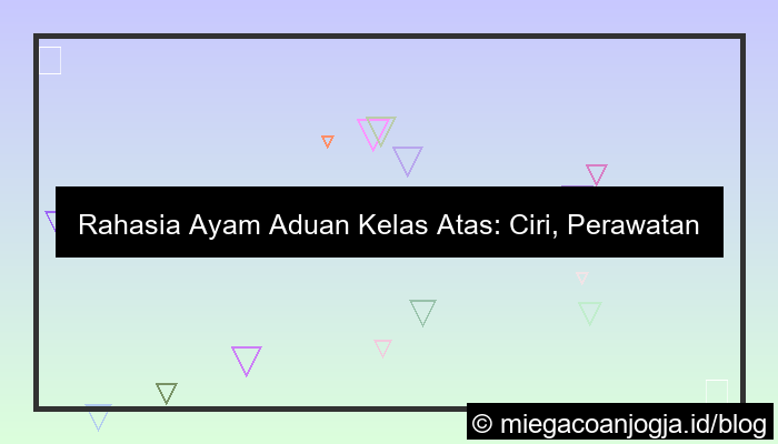ayam aduan kelas atas
