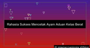 ayam aduan kelas berat