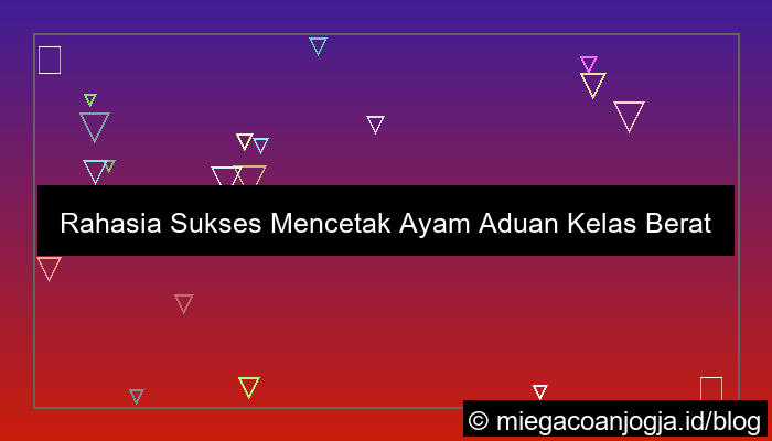 ayam aduan kelas berat