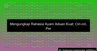 ilustrasi ayam aduan kuat