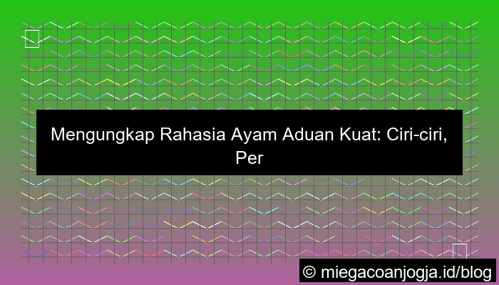 ilustrasi ayam aduan kuat