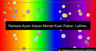 ayam aduan mental kuat