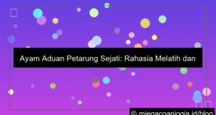 ayam aduan petarung sejati