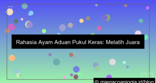 ayam aduan pukul keras