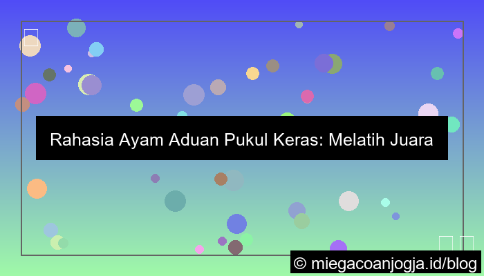 ayam aduan pukul keras