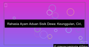 visual ayam aduan sisik dewa