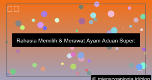 grafik ayam aduan super