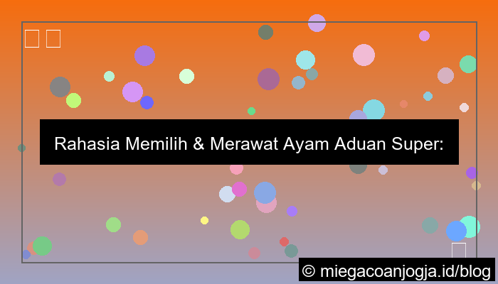 grafik ayam aduan super