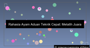 grafik ayam aduan teknik cepat