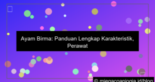 ilustrasi ayam birma