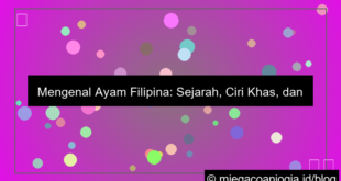 desain ayam filipina