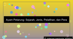 visual ayam petarung