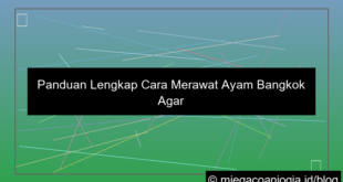 grafik cara merawat ayam bangkok
