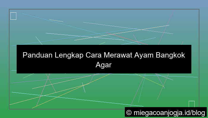 grafik cara merawat ayam bangkok