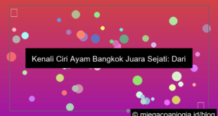 ciri ayam bangkok juara