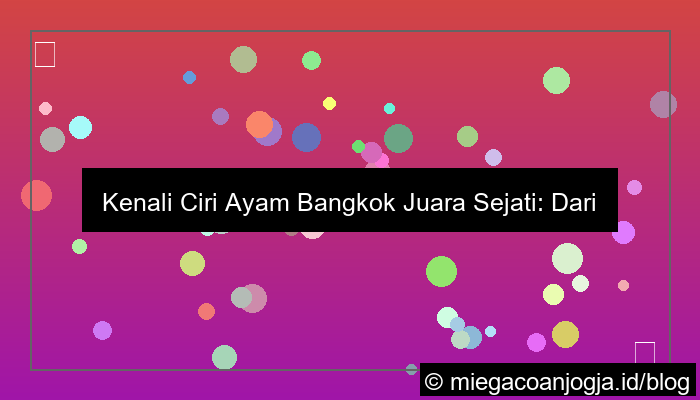 ciri ayam bangkok juara
