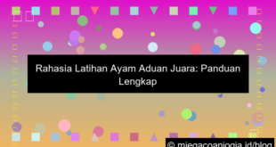 visual latihan ayam aduan