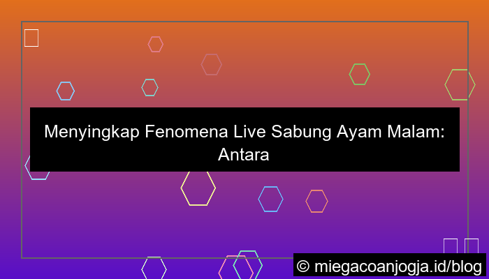 live sabung ayam malam