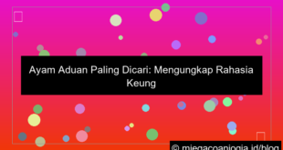 sabung ayam paling dicari