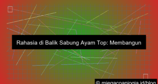 sabung ayam top