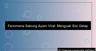 sabung ayam viral