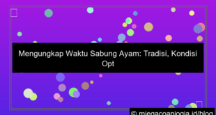 waktu sabung ayam