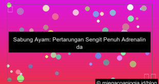 visual sabung ayam pertarungan sengit